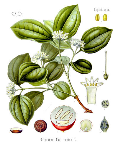 homeopathic remedies for flu